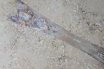 Hibolithes sp. (MONTFORT 1808) - Bild &copy; FossNet FossilienStore